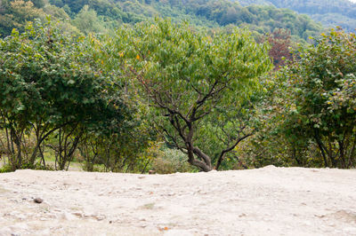 View of trees in forest