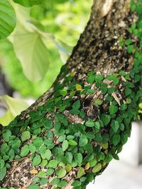 Close-up of lizard on tree trunk