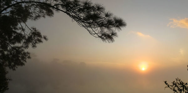 Low angle view of silhouette tree against sky during sunset