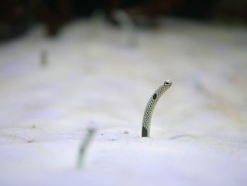 Close-up of insect on sand