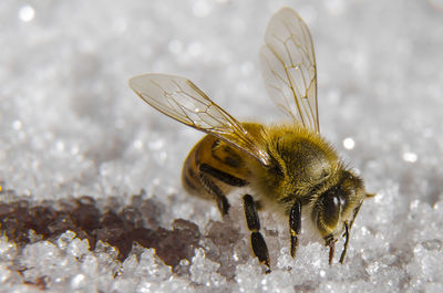 Close-up of bee on snow