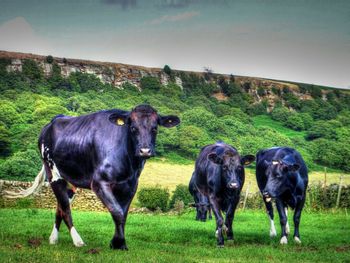 Cows grazing on grassy field