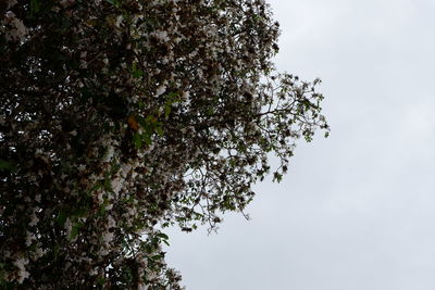 Low angle view of flowering plant against sky