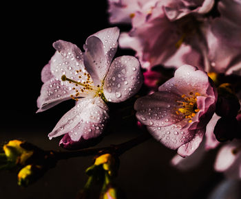 Close-up of wet purple flowering plant