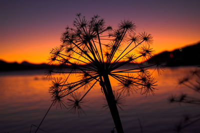 Silhouette tree by lake against romantic sky at sunset