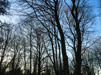 Low angle view of bare trees against sky