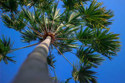 Low angle view of palm tree against blue sky