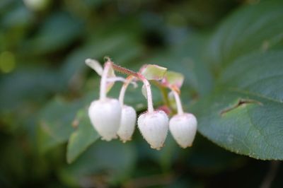 Close-up of white flowering plant