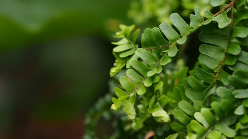 Close-up of fern leaves