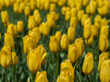 Close-up of yellow flowers blooming in field