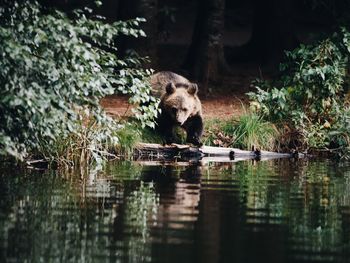 Bear standing at lake