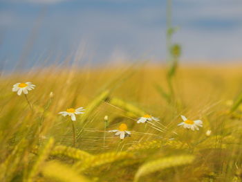 Close-up of yellow flowering plant on field