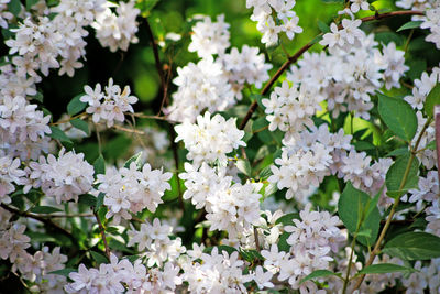 Close-up of white flowering plant