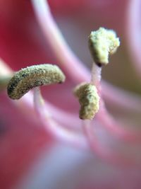 Close-up of pink flower