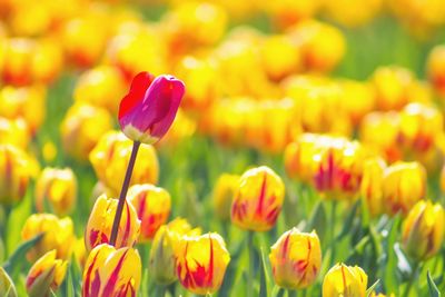 Close-up of yellow crocus blooming on field