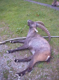 High angle view of horse on field