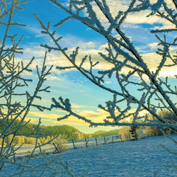 Bare trees against cloudy sky