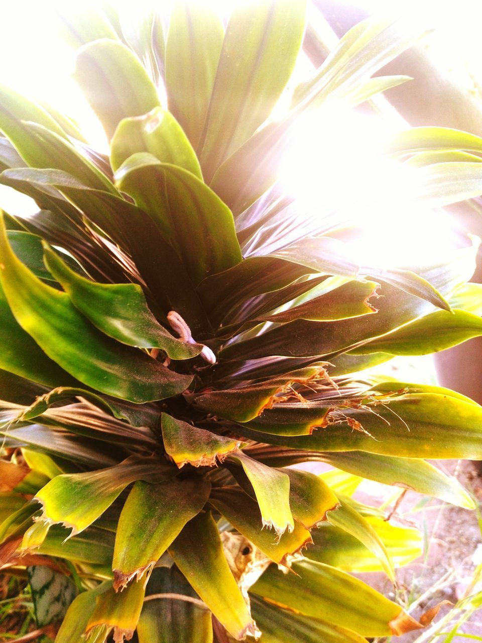 CLOSE-UP OF FLOWER PLANT