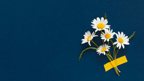 Close-up of white daisy flowers against black background