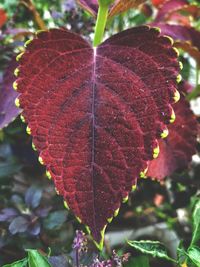 Close-up of red leaves during autumn