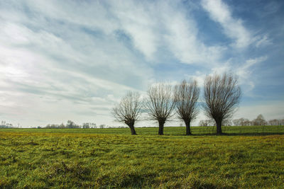 Willows without leaves on a green meadow and white clouds on a blue sky