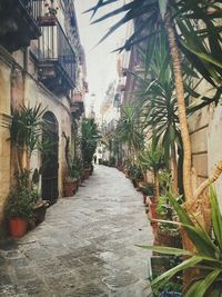 Narrow walkway along trees