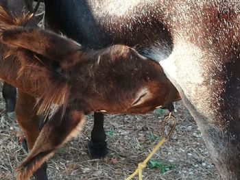 Close-up of horse drinking water