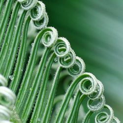 Seedlings of male fern