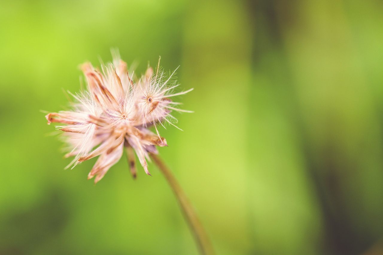 nature, close-up, flower, growth, plant, focus on foreground, fragility, outdoors, no people, beauty in nature, environment, day, freshness, dandelion seed, flower head, tissue
