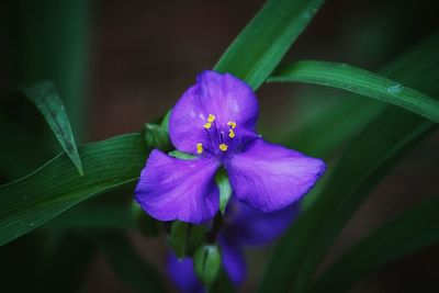 Close-up of purple iris flower