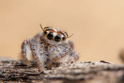 Close-up of spider