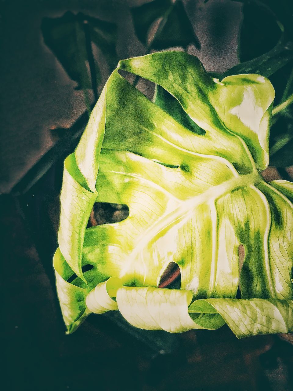 CLOSE-UP OF GREEN CHILI PEPPERS ON LEAF