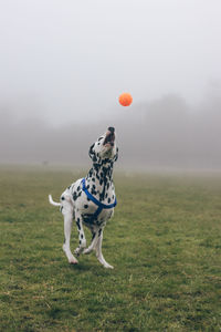 Dog playing with ball on field