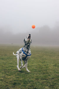 Two people with ball on field against sky