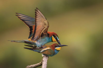 Close-up of birds mating on branch