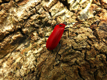Close-up high angle view of tree trunk