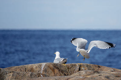 Seagulls flying over sea against sky