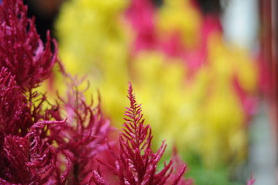 Close-up of pink flower