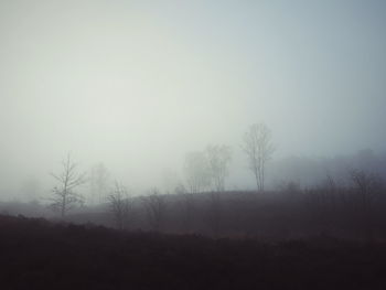 Trees on landscape against sky