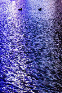 Reflection of trees in water