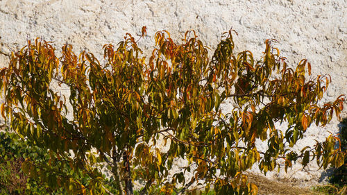 Close-up of plants growing on field