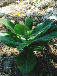 High angle view of plant