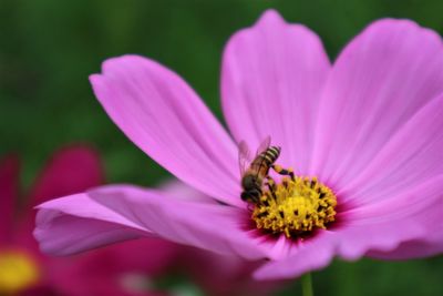 Close-up of insect on pink flower