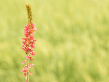 Close-up of flowers blooming outdoors