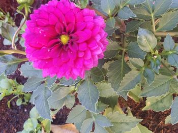 Close-up of pink flowers blooming outdoors