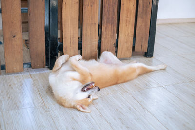 High angle view of cat lying on hardwood floor