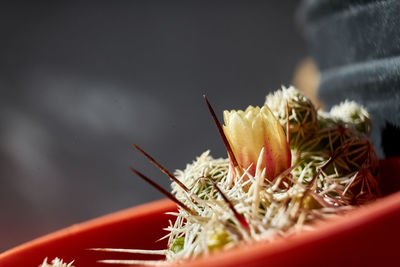 Close-up of fresh white flower in container