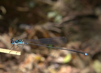 Close-up of dragonfly on twig