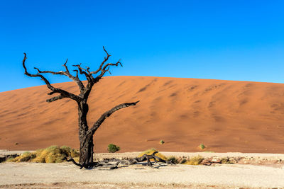 Bare tree on desert against clear blue sky