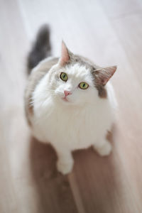 Portrait of white cat sitting on wooden floor